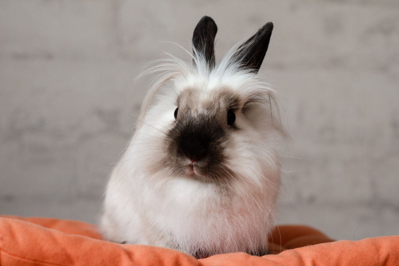 White Lionhead rabbit with black ears and a fluffy wool mane, sitting on an orange cushion
