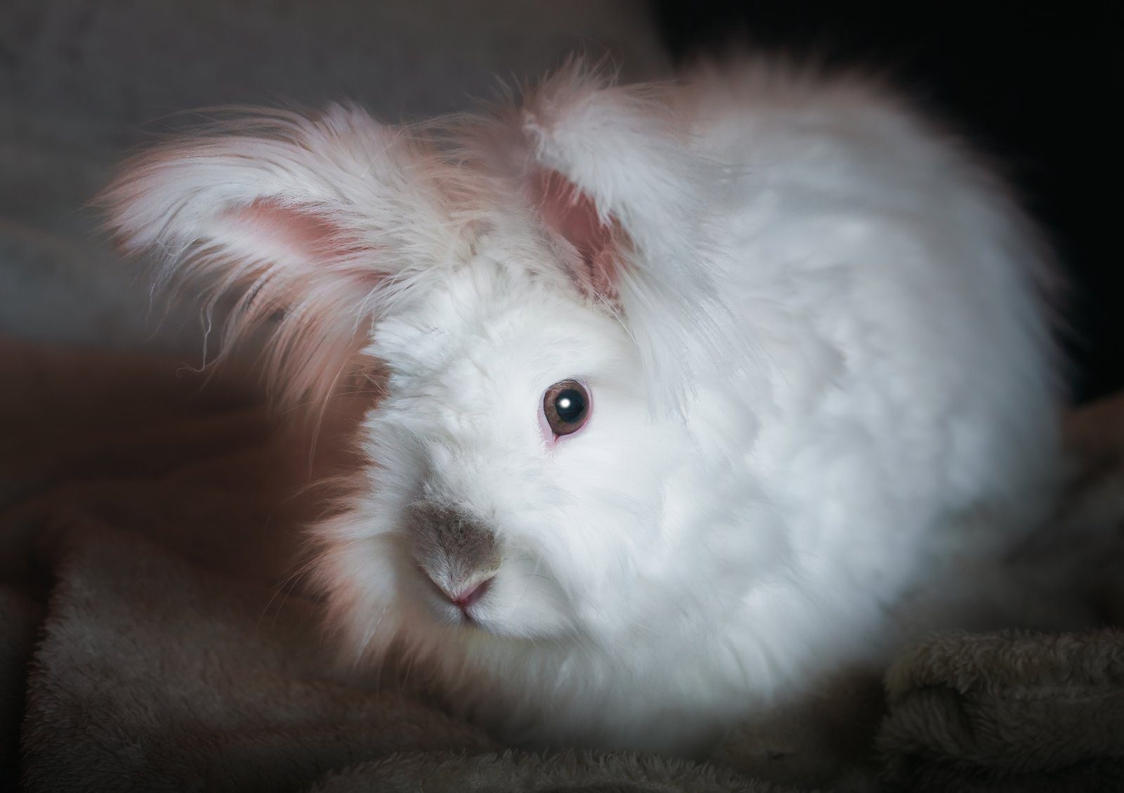 Wally the Angora Rabbit: The Bunny With the Famous Ears