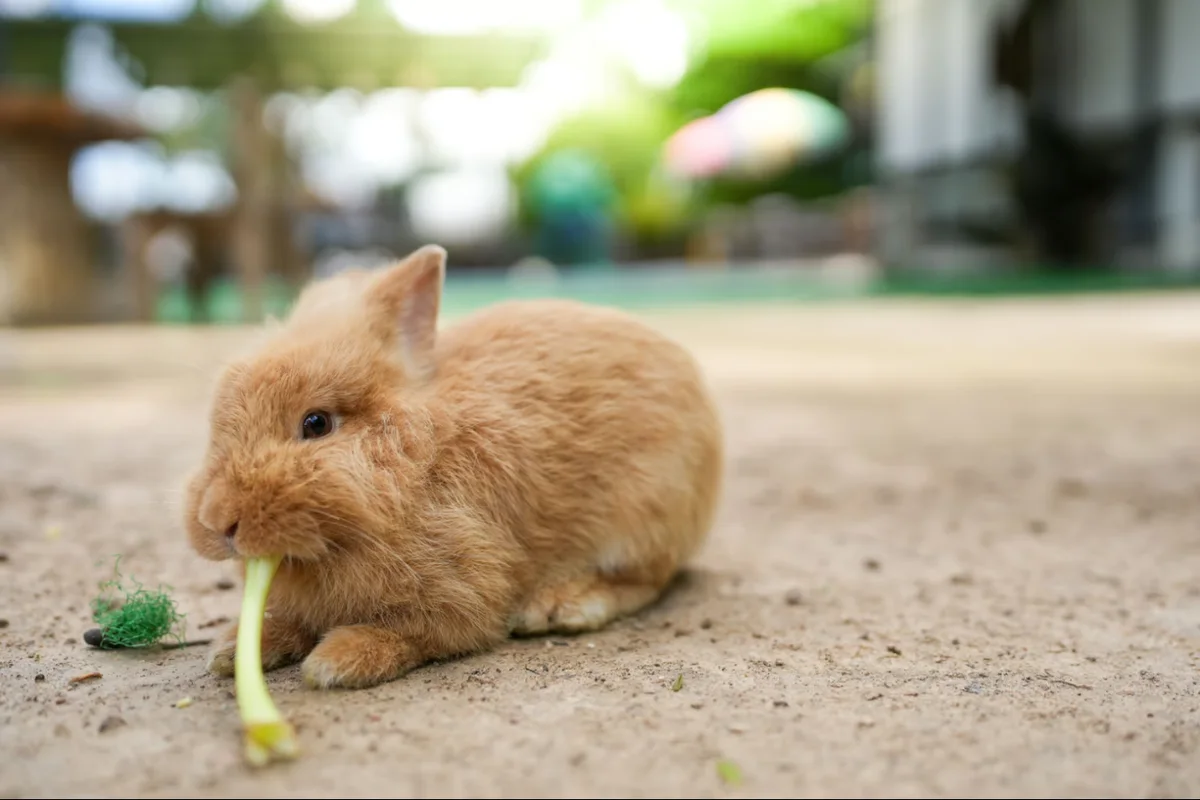 Can Rabbits Eat Celery? Yes, With One Simple Precaution