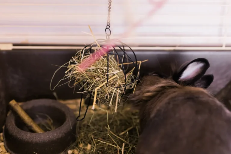 Brown rabbit eating hay from a hanging hay rack in its cage