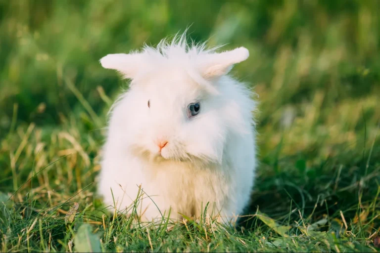 Young fluffy white rabbit with long wool sitting in green grass